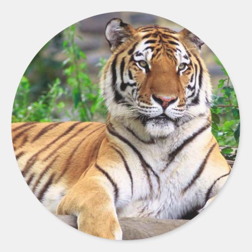 Tiger Sticker | Zazzle