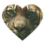 Tiger Stickers