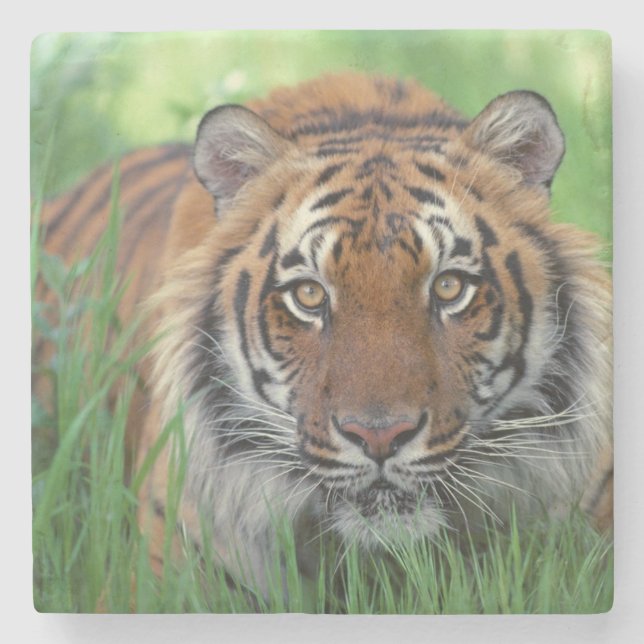 Tiger Stone Coaster (Front)