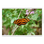 Tiger Stripe Butterfly (Front Horizontal)