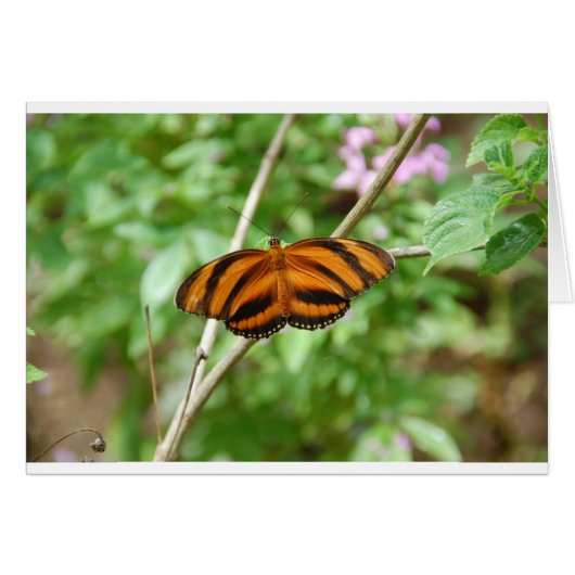 Tiger Stripe Butterfly (Front Horizontal)