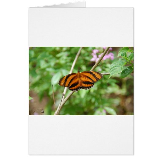 Tiger Stripe Butterfly Cards (Front)