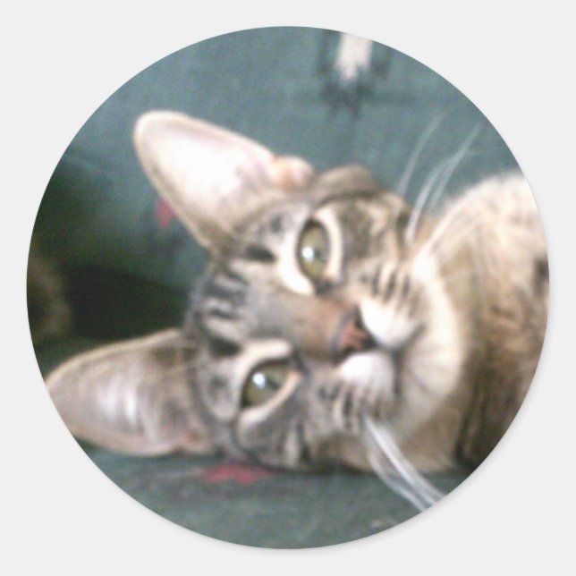 Tiger Stripe Kitten Stickers (Front)