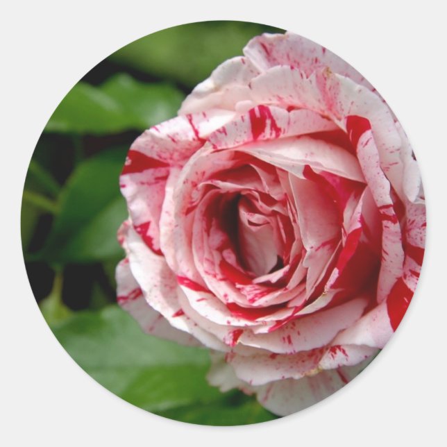 Tiger Stripes Rose Classic Round Sticker (Front)