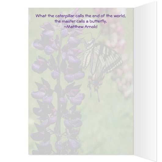 Tiger Swallowtail (Inside (Left))