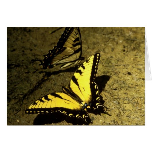 Tiger Swallowtail Butterflies Cards (Front Horizontal)