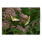 Tiger Swallowtail Butterflies on Joe Pye Weed (Front Horizontal)