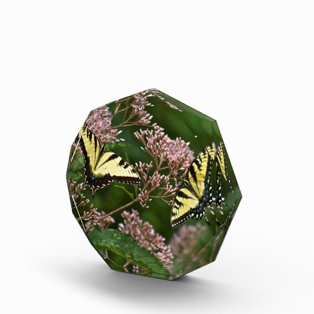 Tiger Swallowtail Butterflies on Joe Pye Weed Award (Right)