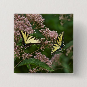 Tiger Swallowtail Butterflies on Joe Pye Weed Button