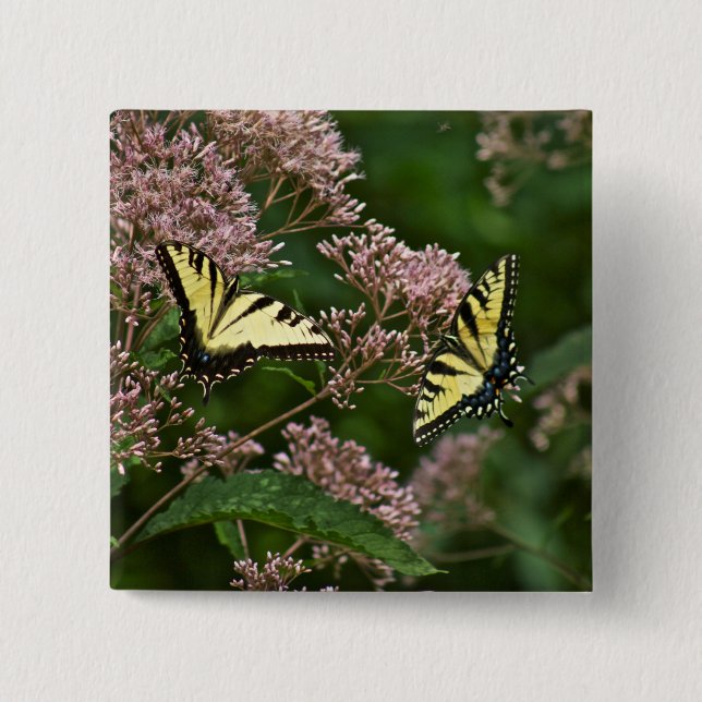 Tiger Swallowtail Butterflies on Joe Pye Weed Button (Front)