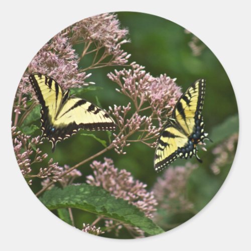 Tiger Swallowtail Butterflies on Joe Pye Weed Classic Round Sticker