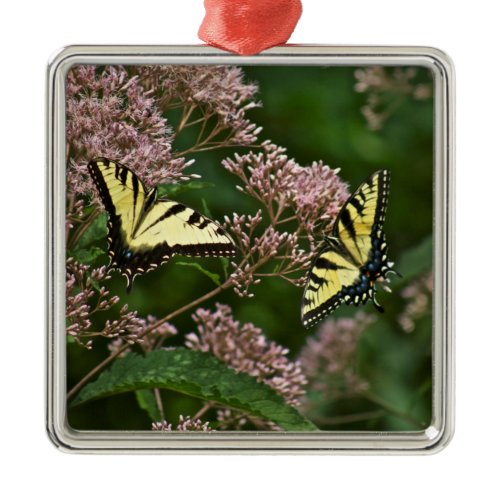 Tiger Swallowtail Butterflies on Joe Pye Weed Metal Ornament