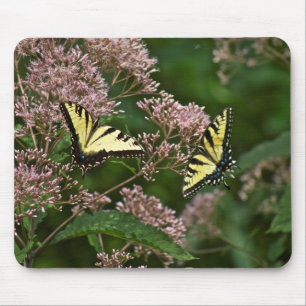 Tiger Swallowtail Butterflies on Joe Pye Weed Mouse Pad