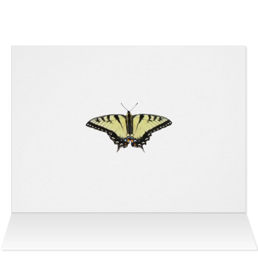 Tiger Swallowtail Butterfly (Inside Horizontal (Top))