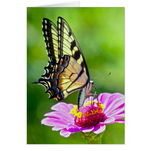 Tiger Swallowtail Butterfly (Front)
