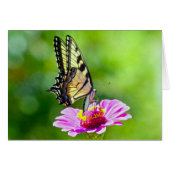 Tiger Swallowtail Butterfly (Front Horizontal)