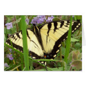 Tiger Swallowtail Butterfly (Front Horizontal)