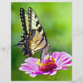 Tiger Swallowtail Butterfly (Front)