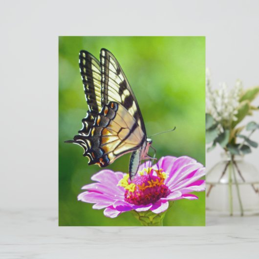 Tiger Swallowtail Butterfly (Standing Front)