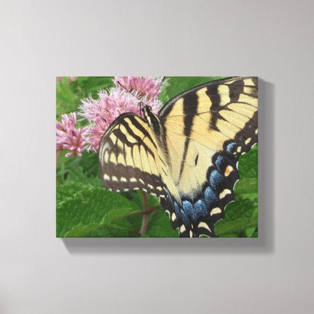 Tiger Swallowtail Butterfly Canvas Print (Front)