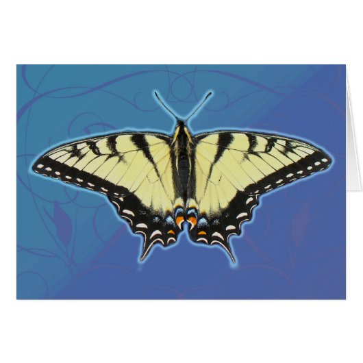 Tiger Swallowtail Butterfly Cards (Front Horizontal)