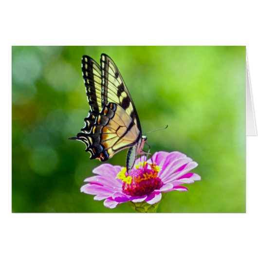 Tiger Swallowtail Butterfly Cards (Front Horizontal)