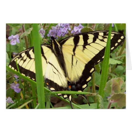Tiger Swallowtail Butterfly Cards (Front Horizontal)