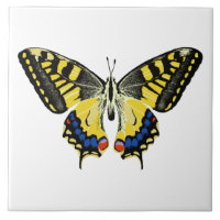 Tiger swallowtail butterfly