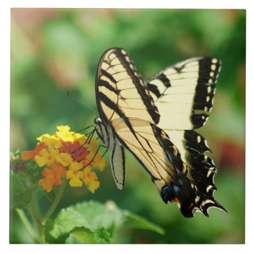 Tiger Swallowtail Butterfly Ceramic Tile