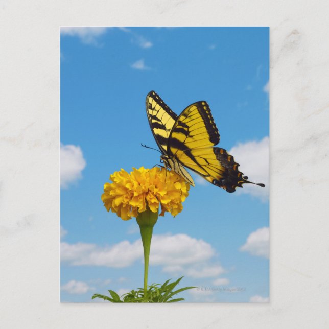 Tiger Swallowtail Butterfly on a Flower Postcard (Front)