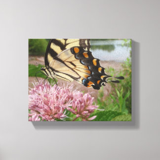 Tiger Swallowtail Butterfly on Milkweed Canvas Print
