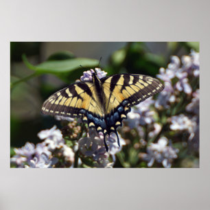 Tiger Swallowtail Butterfly on Wildflowers Poster
