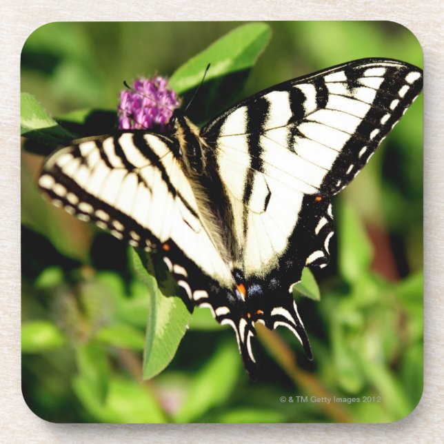 Tiger Swallowtail Butterfly. Papilio glacus. Drink Coaster (Front)