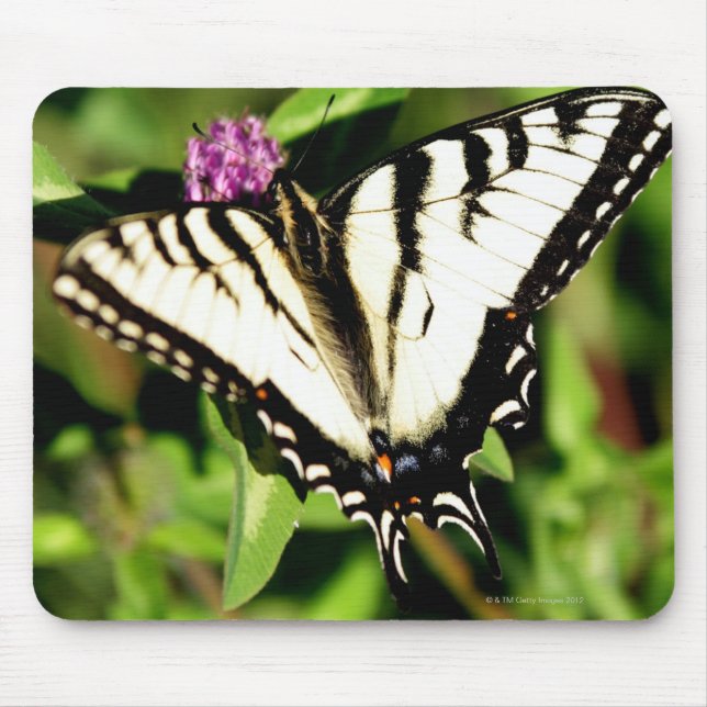 Tiger Swallowtail Butterfly. Papilio glacus. Mouse Pad (Front)