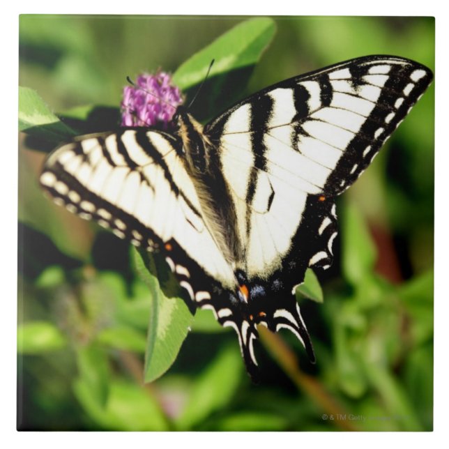 Tiger Swallowtail Butterfly. Papilio glacus. Tile (Front)