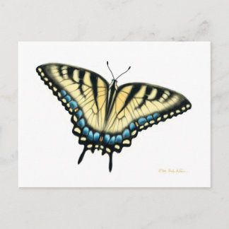 Tiger Swallowtail Butterfly Postcard