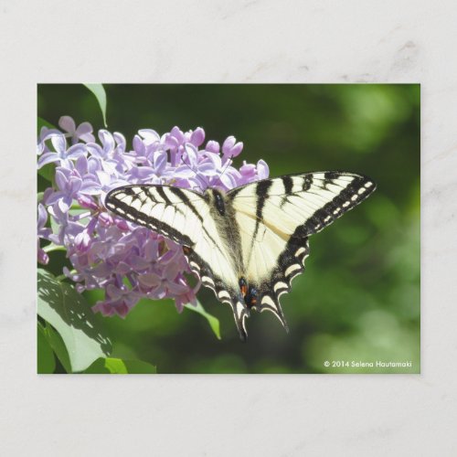 Tiger Swallowtail Butterfly Postcard