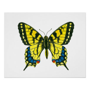 Tiger swallowtail butterfly poster