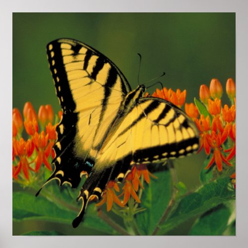 Tiger Swallowtail Butterfly Poster