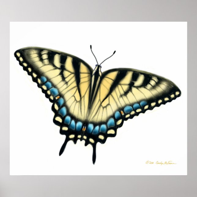 Tiger Swallowtail Butterfly Print (Front)