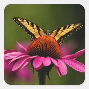 Tiger Swallowtail Butterfly Stickers