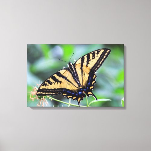 Tiger Swallowtail Butterfly Triptych Wall Art