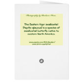 Tiger Swallowtail Cards (Back)