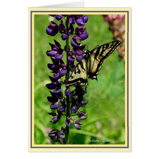 Tiger Swallowtail Cards (Front)