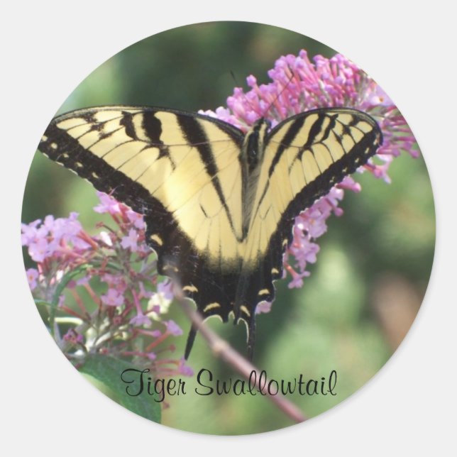 Tiger Swallowtail Classic Round Sticker (Front)