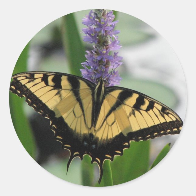 Tiger Swallowtail on Pickerel Sticker (Front)