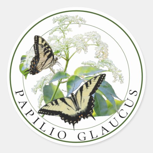 Tiger Swallowtail Papilio Glaucus on Elderberry Classic Round Sticker