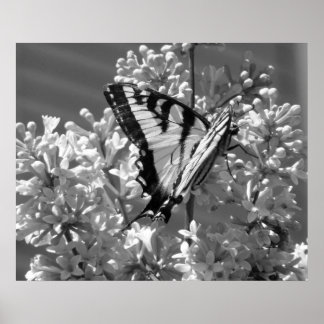 Tiger Swallowtail Poster