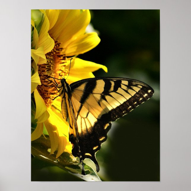 Tiger Swallowtail Poster (Front)