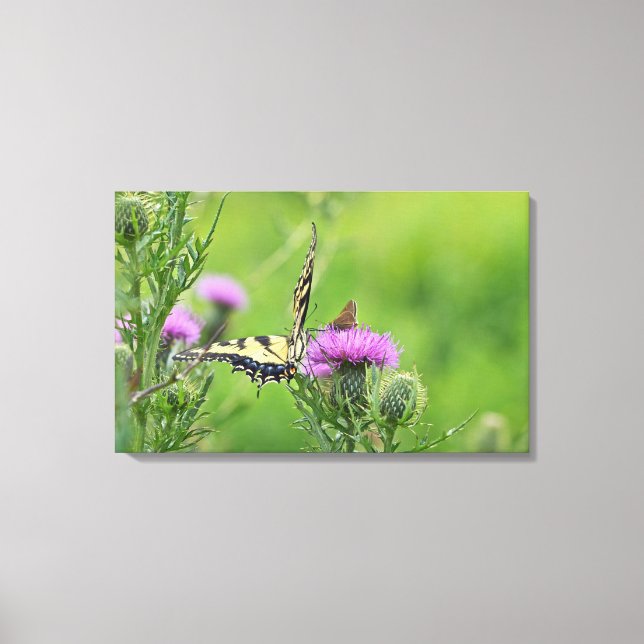 Tiger Swallowtail & Skipper Butterflies on Thistle Canvas Print (Front)